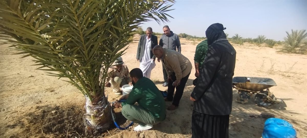 جولة ميدانية لمتابعة مكافحة سوسة النخيل الحمراء بوادي الطور