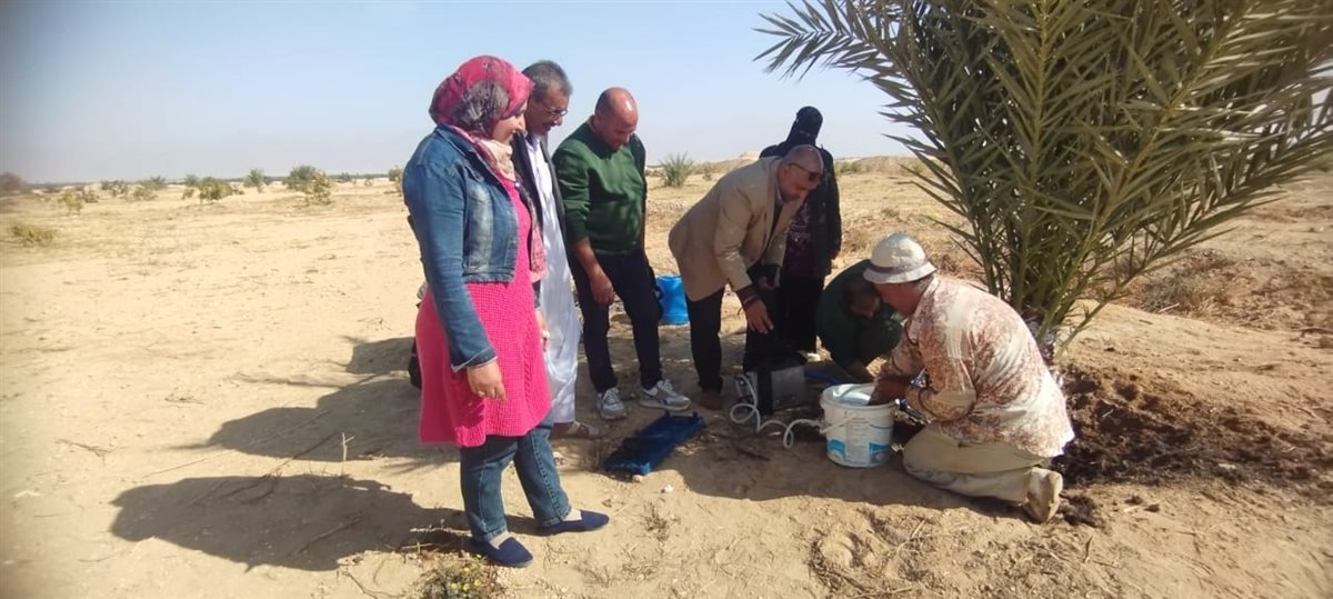 جولة ميدانية لمتابعة مكافحة سوسة النخيل الحمراء بوادي الطور