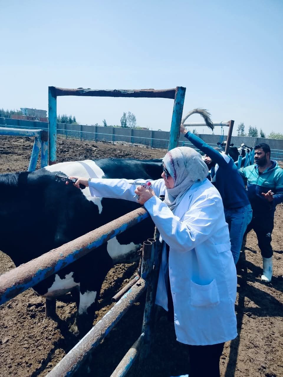 الطب البيطري بكفر صقر ينفذ مبادرة الرئيس السيسي لإنتاج كوب لبن نظيف