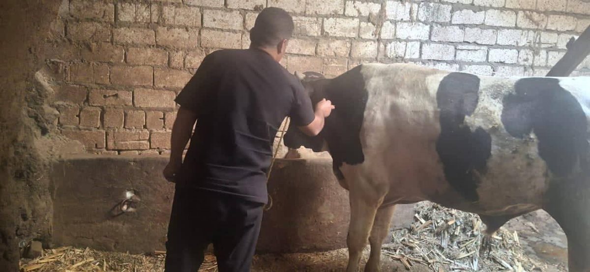 محافظ المنيا يُتابع نتائج الحملة القومية لتحصين الماشية ضد الجلد العقدي وجدري الأغنام