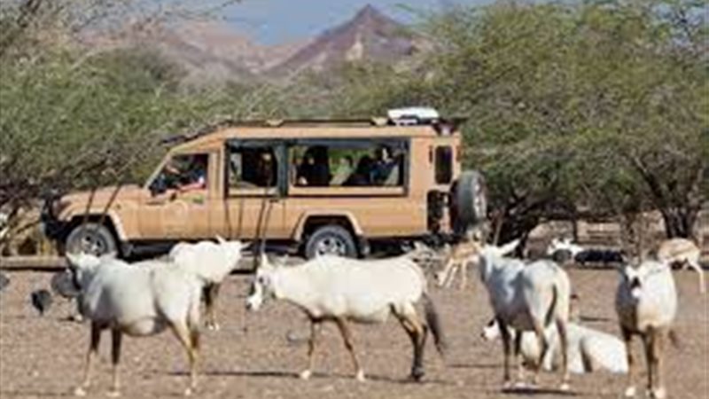 أرشيفية