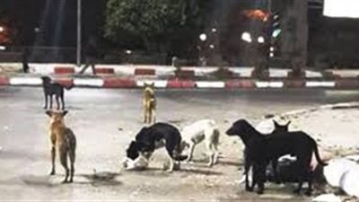 دفن جثة طالب عثرت عليها الكلاب بأكتوبر