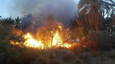 نشوب حريق هائل بمزرعة نخيل على مساحة 25 فدان بالوادي الجديد