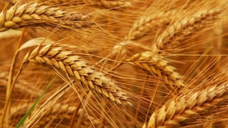 سعر القمح 