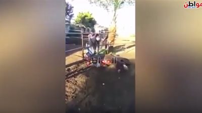 شاهد| تعذيب وحشي لحصان بمدينة طرابلس
