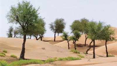 فيديو| الأراضي الزراعية السودانية يهددها شبح التصحر 