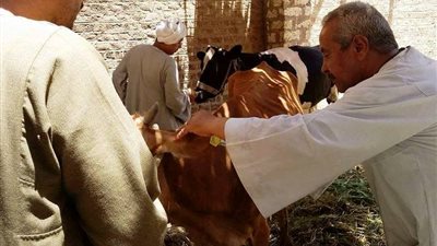 الثلاثاء| بدء الحملة القومية لتحصين المواشي ضد الحمى القلاعية بسوهاج