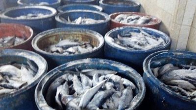 قبل شم النسيم.. ضبط ٢ طن رنجة  فاسدة وطن في حملة تموينية بـ