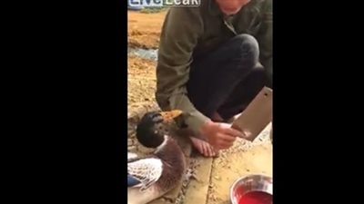 فيديو| بطة تحاول منع شاب من ذبح زميلتها