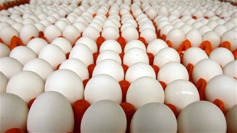 أسعار كرتونة البيض