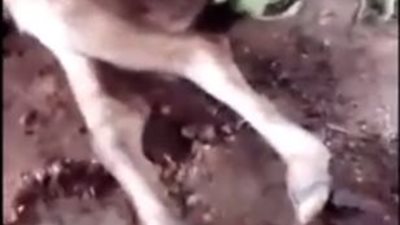 فيديو| عجل بأقدام بشر يثير ضجة على 