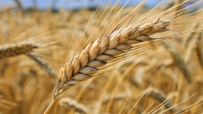 الحكومة تطيح بآمال سوق القمح السوداء