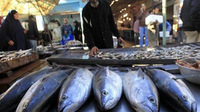 تباين أسعار الأسماك.. والبلطي ما يسجل 23 جنيهًا