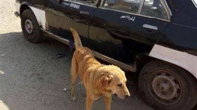 صور| حملة للقضاء على الكلاب الضالة بالزاوية الحمراء