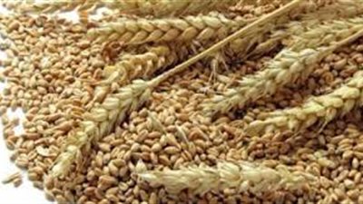 استقرار أسعار القمح خلال تعاملات اليوم