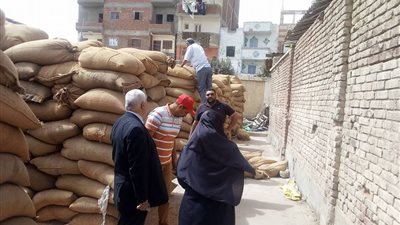توريد 13359 طن قمح بمضارب بلقاس 