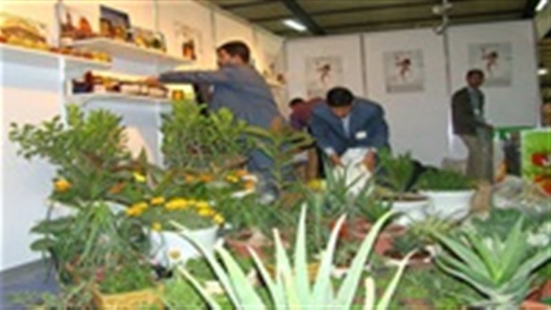 البقوليات