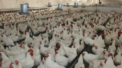 مشروعات استثمارية لتنمية الثروة الداجنة.. بوابة المواطن تعرض 