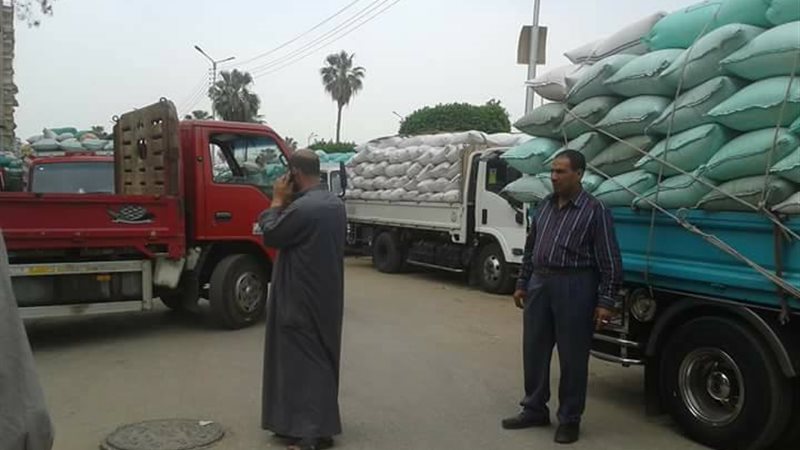 توريد القمح 