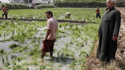 محاصيل مهددة بالانقراض.. خبراء اقتصاد يكشفون مصير المحاصيل الشرهة للمياه 