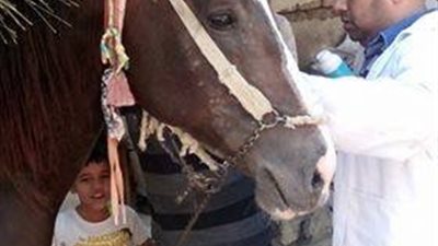 صور| بيطرى الدقهلية ينظم قوافل علاجية لتحصين وترقيم الماشية