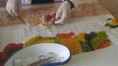صور|الطب البيطري بالدقهلية يأمر بتشريح 