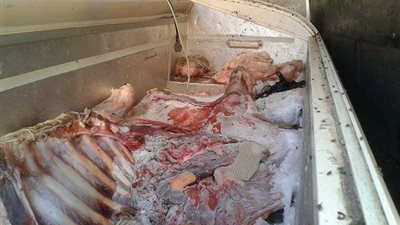 صور| حملة مراقبه الأسواق تسفر عن ضبط ٦٠٠ كيلو لحوم غير صالحة بكفر الشيخ