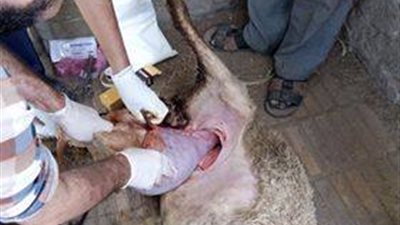 صور| ولادة قيصرية لـ 