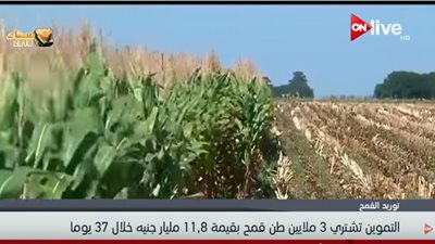 فيديو| وزير التموين: تخصيص 11 مليار جنيه لشراء 3 مليون طن قمح