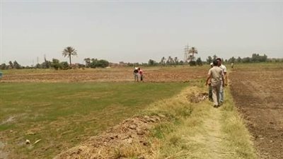 إزالة 9 مشاتل أرز بـ