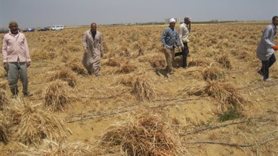 بنى سويف بين المشروعات الاقتصادية والزراعية والصناعية  