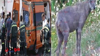 إصابة 3 أشخاص والعديد من المواشي بمهاجمة سلعوة بمركز إهناسيا