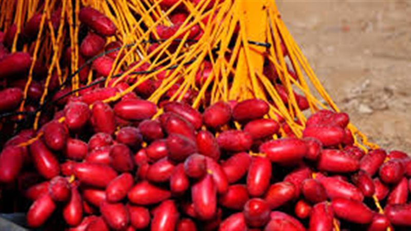 اسعار البلح 