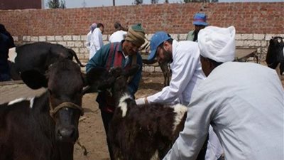 تحصين 6 آلاف رأس ماشية من الحمى القلاعية والأمراض الوبائية بـ الشرقية