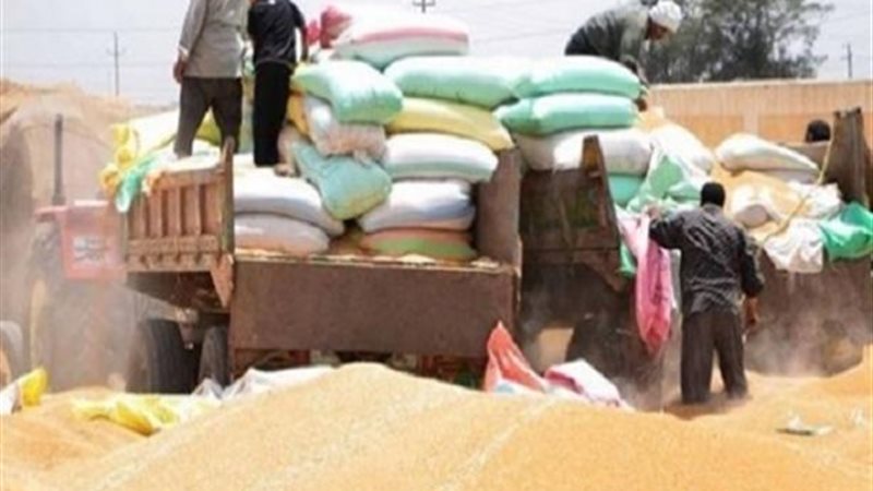 توريد القمح 