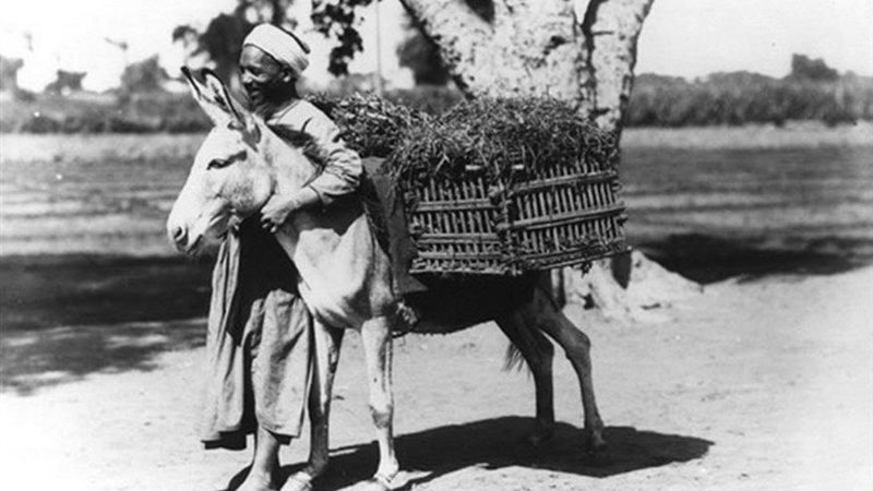 فلاح في مصر