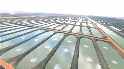 أصحاب المزارع السمكية يستغيثون بمحافظ بورسعيد
