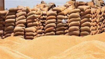 توريد 150 ألفا و366 طن قمح منذ بداية الموسم بشون وصوامع بـ