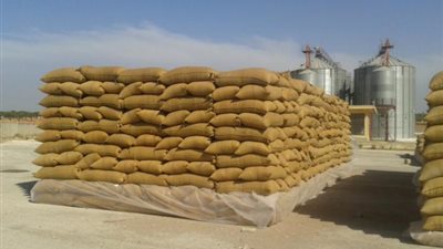 وزارة الزراعة: الإفراج عن شحنة القمح الروسى بعد غربلتها