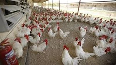ارتفاع أسعار الدواجن في سوق 4/6/2018 
