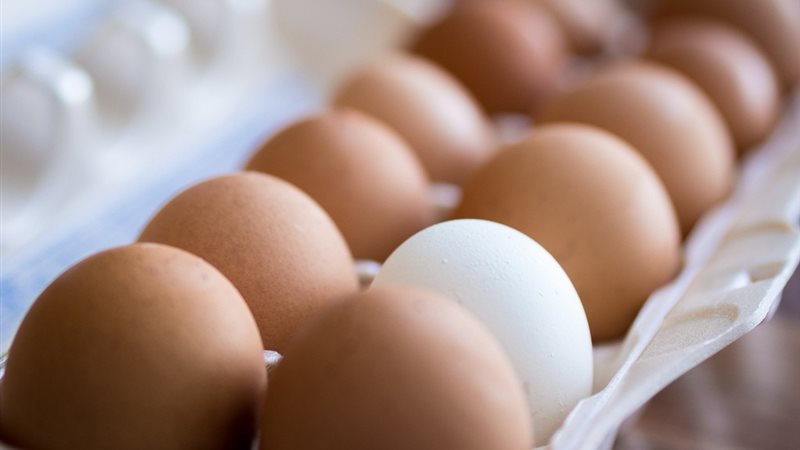 أسعار البيض 