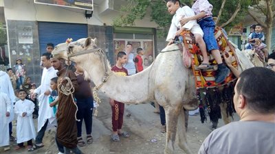 صور|جمال وخيول بمصلى جمعية الفرقان في الوادي الجديد