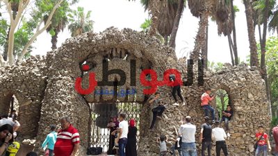 صور| القرود البشرية تحتل جدران حديقة الحيوان فى ثانى أيام عيد الفطر 2018