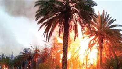 اندلاع حريق هائل على مساحات كبيرة من الأراضي الزراعية بالوادي الجديد