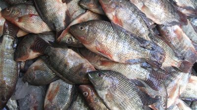 بوابة المواطن| أسعار الأسماك فى الأسواق الإثنين 