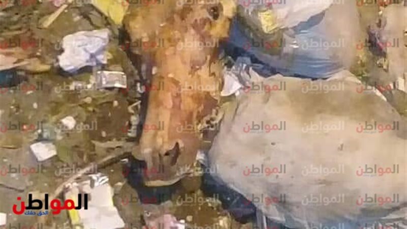 رأس وعظام حمار-المحلة