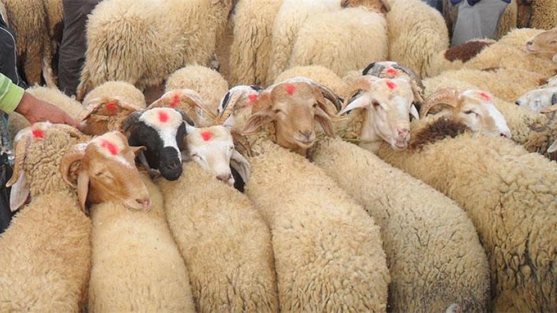 صورة ارشيفية