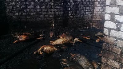 السيطرة على حريق بأحواش المواشي بقرية رفاعة الطهطاوي بأسيوط