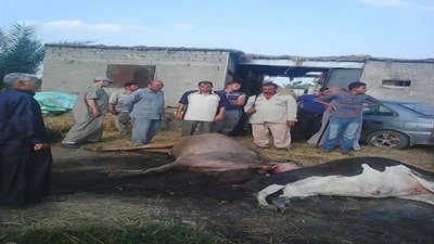 صور.. دفن عشرات الحيوانات النافقة بإحدى قرى السنبلاوين بـ