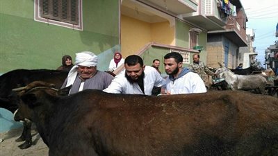 قافلة بيطرية جديدة لجامعة المنيا للكشف على 240 رأس ماشية بـ